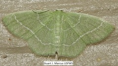 Nemoria elfa