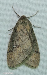 Paleacrita merriccata