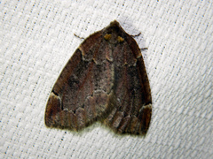 Spodolepis substriataria