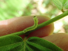 Blennocampini