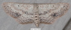 Scopula aemulata