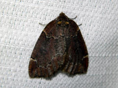 Spodolepis substriataria