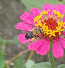 Anthophora hilaris
