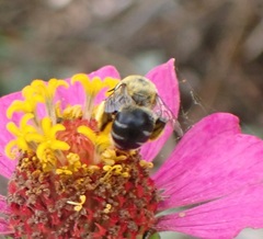 Anthophora hilaris