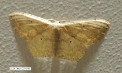 Scopula umbilicata