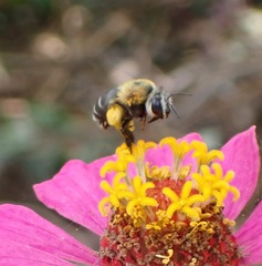 Anthophora hilaris