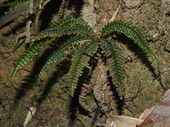 Trichomanes mougeotii