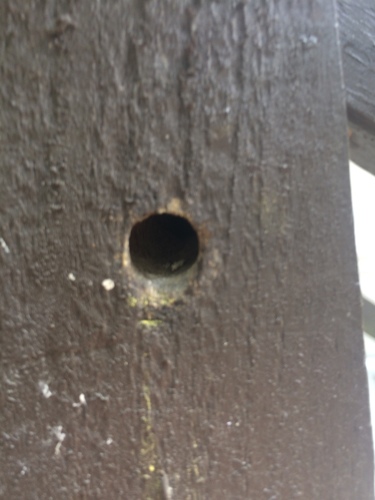 Eastern Carpenter Bee, photo 4 of 8