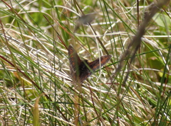 Erebia epiphron