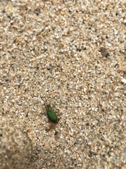 Trirhabda flavolimbata