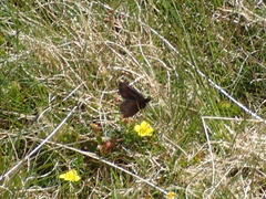 Erebia epiphron