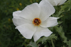 Argemone platyceras