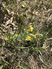 Lithospermum incisum