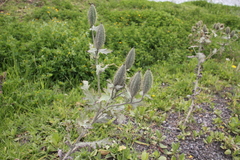 Argemone platyceras