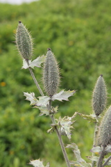 Argemone platyceras