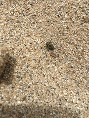 Trirhabda flavolimbata