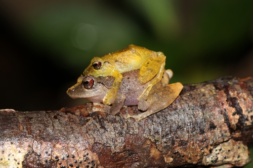 Pygmy Rain Frog, Pristimantis ridens