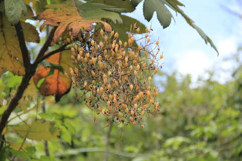Bocconia frutescens