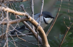 Apalis thoracica capensis