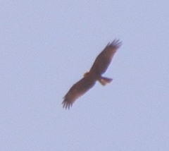 Milvus migrans