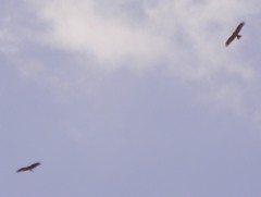 Milvus migrans