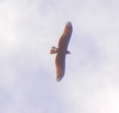 Milvus migrans