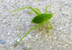 Platylyra californica