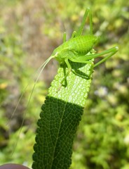Platylyra californica