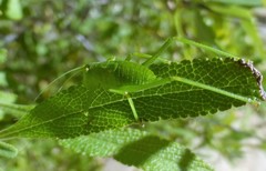 Platylyra californica