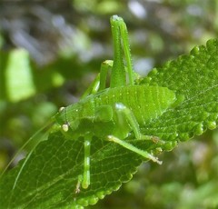 Platylyra californica