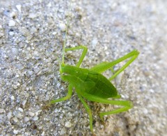 Platylyra californica