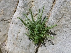 Deinandra minthornii