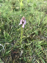 Dactylorhiza maculata