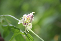Passiflora exsudans