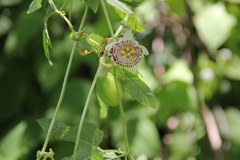 Passiflora exsudans