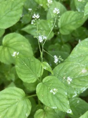 Circaea alpina pacifica