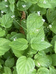 Circaea alpina pacifica