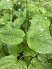 Circaea alpina pacifica