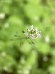 Circaea alpina pacifica