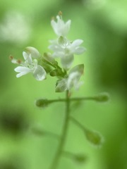 Circaea alpina pacifica