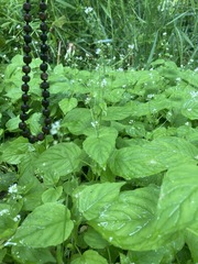 Circaea alpina pacifica