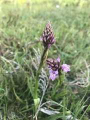 Dactylorhiza maculata