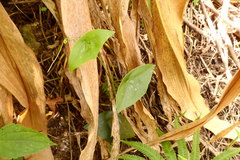 Passiflora sexocellata