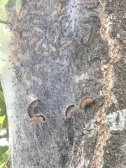 Thaumetopoea processionea