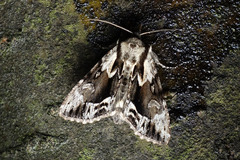 Hyppa rectilinea
