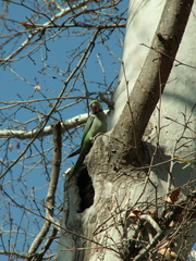 Psittacula eupatria