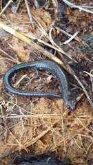 Plethodon hoffmani