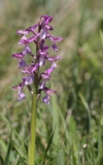 Anacamptis morio morio