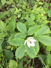 Anemonoides quinquefolia