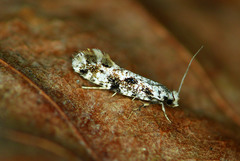 Nemapogon variatella